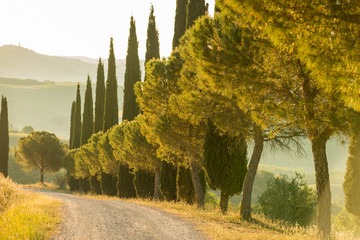 A lovely avenue along cypresses in the morning in the Tuscany, Italy