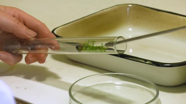 Clipping of leaves from the stem. In the petri dish. Cloning of the plants in a Petri dish. Microclonal reproduction of grapes. Method of apical meristems.  laboratory of biotechnology