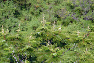arbol de huaje