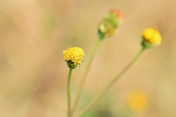 Bidens pilosa flower and seeds