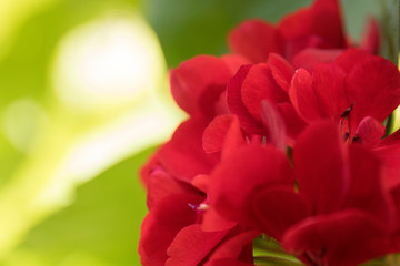 Red Flowers