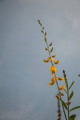 Close up Crotalaria juncea or sunn hemp flower.A yellow flower in the garden.