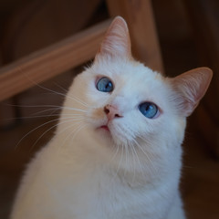 Portrait of a crosseyed white cat with blue eyes