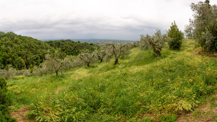 Fototapeta na wymiar Tuscany countryside with olive trees growing on rolling hills.