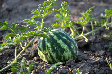 In the field ripens watermelon