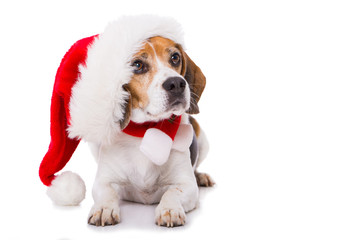 Adult beagle dog with santa hat lying  isolated on white background and looking to the camera
