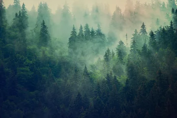 Neblige Berglandschaft © Roxana
