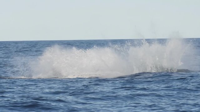 slow motion shot of a humpback whale breaching with back to the camera at merimbula in new south wales, australia- originally recorded at 180p