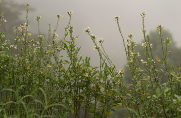 wild flowers and haze