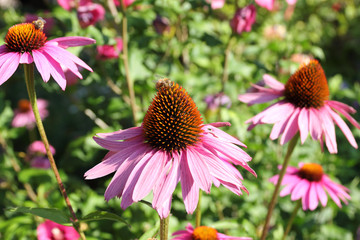 Coneflower, Echinacea purpurea with bee