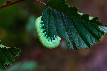 Obraz premium Green Caterpillar on green leaf close-up