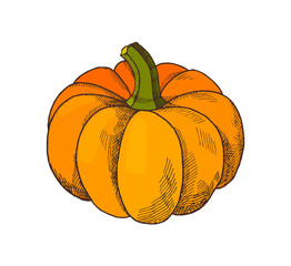 Pumpkin Autumn Harvesting Season Isolated Vector