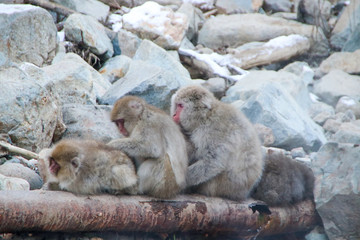 Obraz premium Group of grooming snow monkeys sitting on a hot water pipe in the Jigokudani snow monkey park in Nagano, Japan.