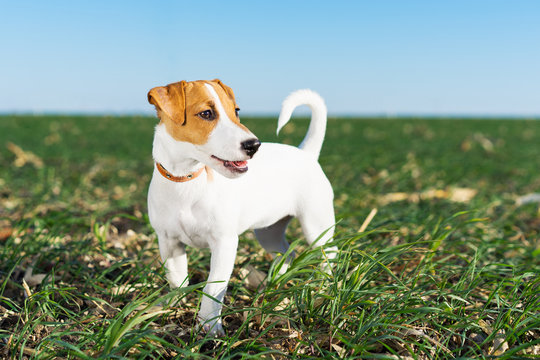 cute dog Terrier Jack Russell playful on a walk in the summer in the meadow