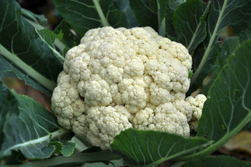  In organic soil grown cauliflower