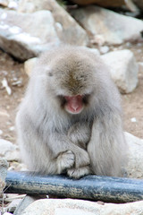 Snow monkey sitting on a hot water pipe in the Jigokudani Monkey Park in Nagano, Japan (December 2017).