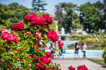 Fototapeta na wymiar Beautiful blooming roses; people and water fountain visible in the blurred background; San Jose Municipal Rose Garden, south San Francisco bay area, California