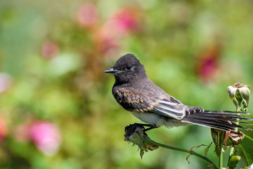 Close up of Black Phoebe, green blurred background, California