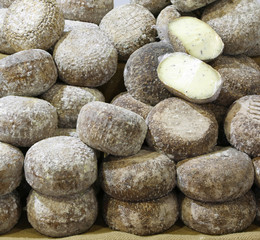 many forms of typical Tuscan caciotta cheese with truffles