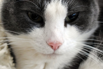 Gray cat with a white muzzle. Close-up