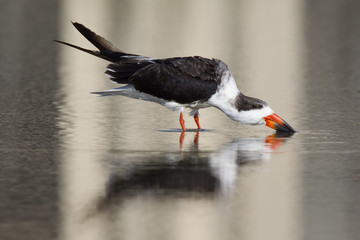 A black skimmer (rynchops niger) standing in a pool and drinking water seen from Fort Myers beach,Florida, USA. - obrazy, fototapety, plakaty