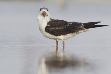 A black skimmer (rynchops niger) standing in a pool of water seen from Fort Myers beach,Florida, USA.