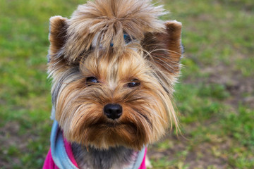 Portrait of Cute small yorkshire terrier on a green lawn outdoor, no people