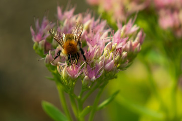 Bee collecting pollen on purple flowers, closeup