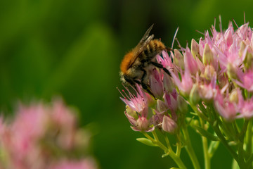Bee collecting pollen on purple flowers, closeup