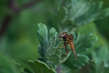 Yellow and black fly close-up