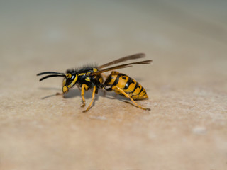 A hornet on the blurry background.
