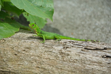 Gorgona Lizard