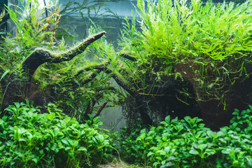 underwater sea world green flora plants  f