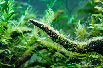 underwater sea world green flora plants  f