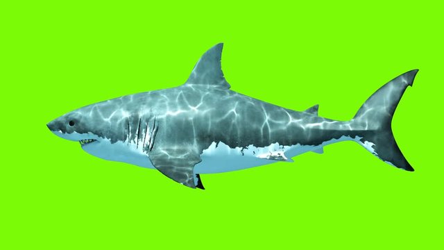 Great White Shark Megalodon on a green background. Two seamless looped 3d animations. 4K.