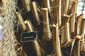 a large phoenix canariensis date fruit tree  f