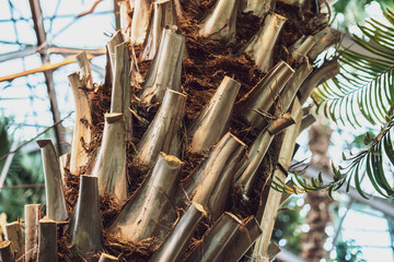 a large phoenix canariensis date fruit tree  f