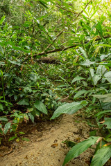 Water spring in the tropical forest
