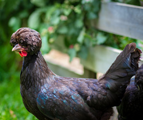 Black Polish breed bantam hen with characteristic pom pom crested head feathers, a free range...