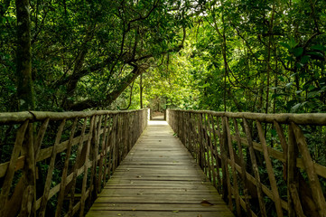 wooden bridge in the forest