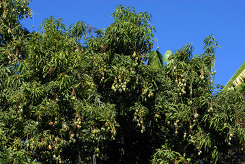 arbol de mangos