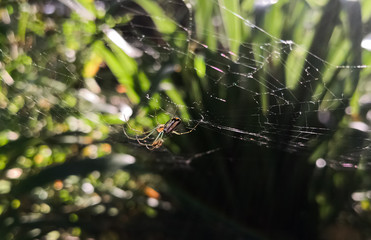 Orb-weaver spider or wasp spider with a sunny leaf background. Argiope bruennichi with green and yellow colors. Exotic and tropical arachnid.