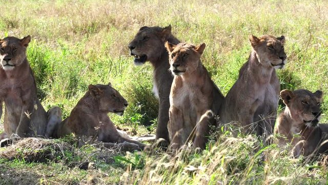 close up pan of a large lion pride resting in shade at serengeti national park in tanzania