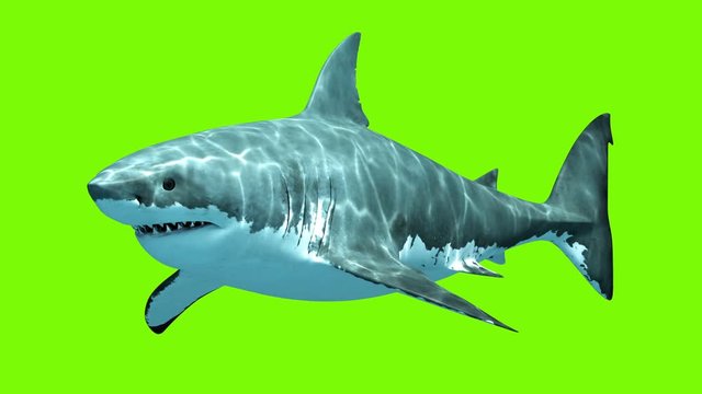 Great White Shark Megalodon on a green background. Two seamless looped 3d animations. 4K.