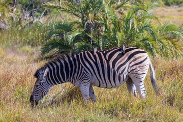 Fototapeta na wymiar Zebra 9