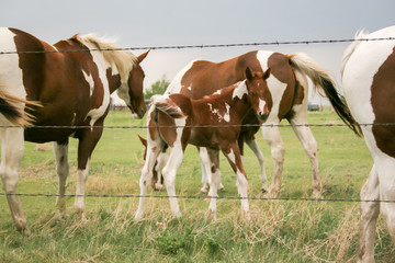 Obraz na płótnie Canvas herd of horses