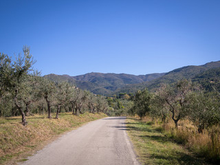 Fototapeta na wymiar olive trees of Tuscany seen from white roads in october italy chianti