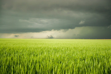 Obraz premium green wheat field and stormy sky