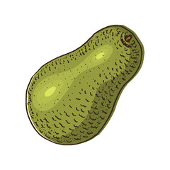 Tropical avocado. Evergreen fruit plant. Organic oil in the bottle. leaves and branches, leaf and half seeds. Isolated Vector hand drawn. Vintage template for design. Engraved monochrome sketch.