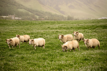 Sheep grazing in Iceland